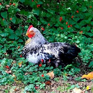 Meet your Posher, Posh